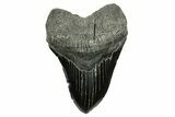 Serrated, Fossil Megalodon Tooth - South Carolina #374091-1